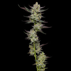 Poddy Mouth 3 u. fem Humbold Seeds Company