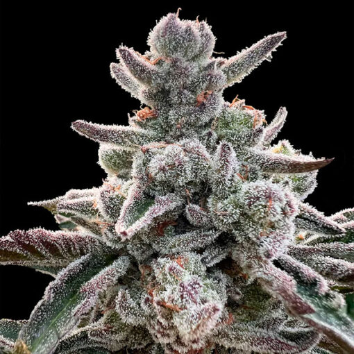 Polar Gelato  by Sherbinskis" fem. Silent Seeds"