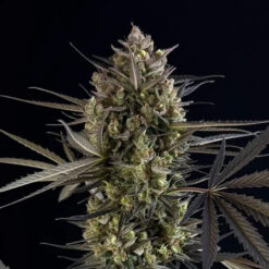 Pound Cake Auto fem. FastBuds Seeds
