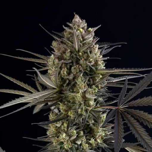 Pound Cake Auto fem. FastBuds Seeds