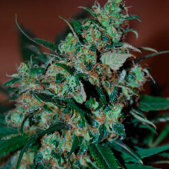 Power Bud fem. Black Skull Seeds