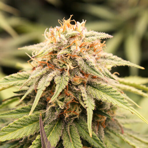 PriZmatic fem. Humboldt Seed Organization
