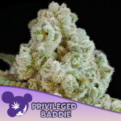 Privileged Baddie  3 u. fem Anesia