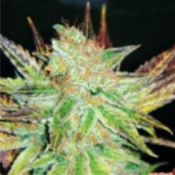 Prozac fem. Medical Seeds