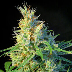 Psicodelicia fem. Sweet Seeds