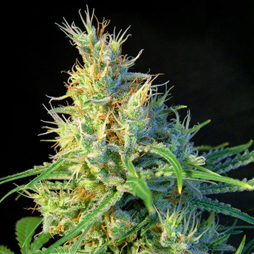 Psicodelicia fem. Sweet Seeds