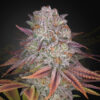 Pulp Friction fem. Green House.