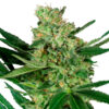 Pumpkin Spice fem. Sensi Seeds Research