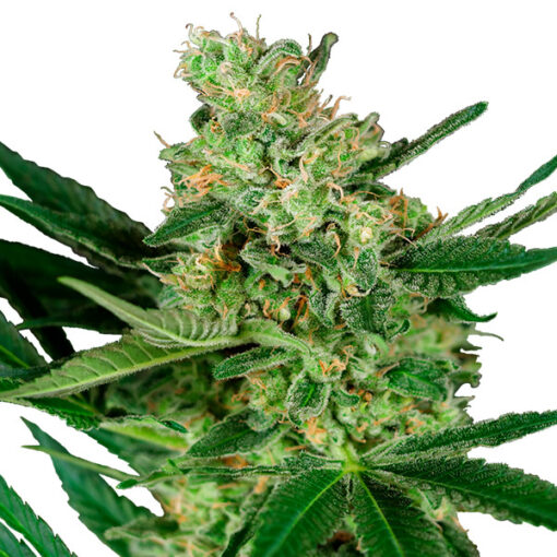 Pumpkin Spice fem. Sensi Seeds Research