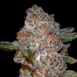 Punch Drunk Ape fem. Elev8 Seeds