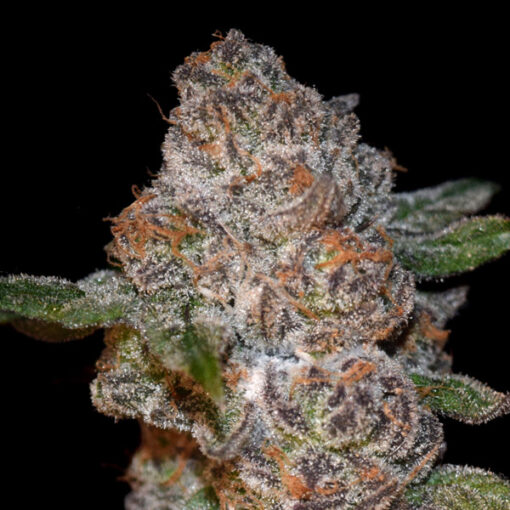 Punch Drunk Ape fem. Elev8 Seeds