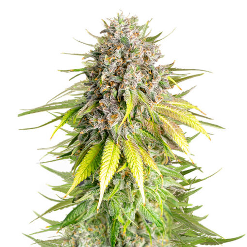 Punch Pie fem. Royal Queen x Tyson 2.0