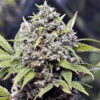 Pure AK fem. Female Seeds
