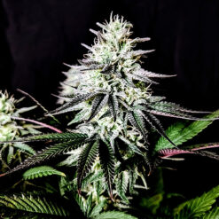 Pure Ice-Cream 3 u. fem Pure Instinto