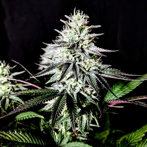 Pure Ice-Cream 3 u. fem Pure Instinto