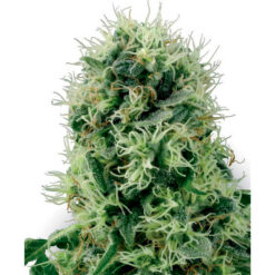 Pure Power Plant fem. White Label