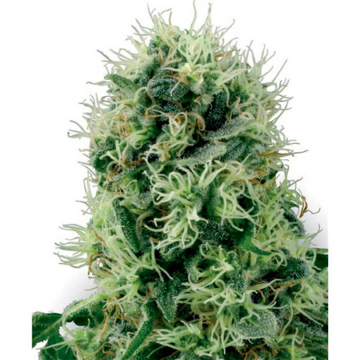 Pure Power Plant fem. White Label