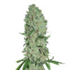 Pure Power Plant fem. Nirvana