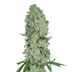 Pure Power Plant fem. Nirvana