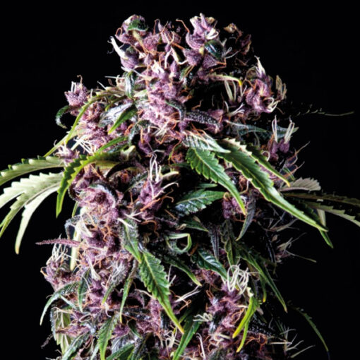 Purple fem. Pyramid Seeds