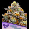 Purple Boost Highness fem. Anesia