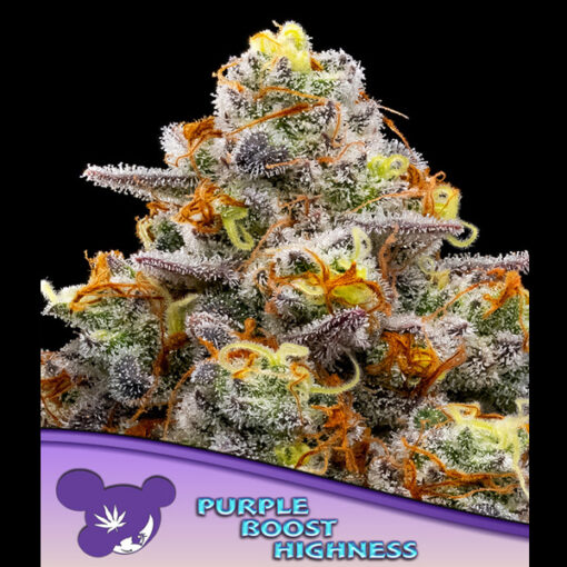 Purple Boost Highness fem. Anesia