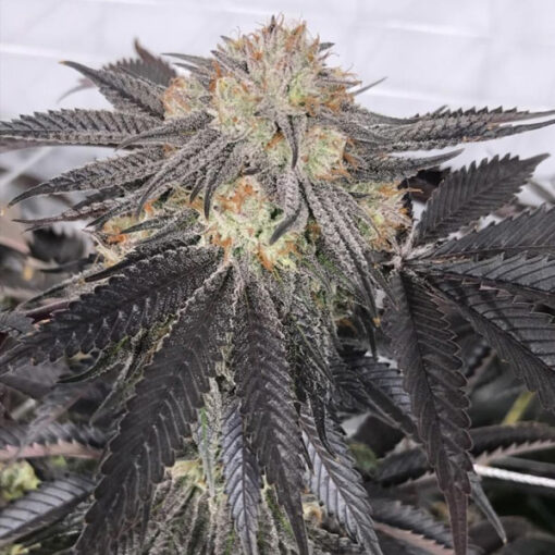 Purple Chem 10 u. Reg. The Cali Connection