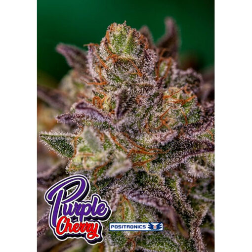 Purple Cherry fem. Positronics Seeds