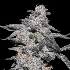 Purple Cherry Popper fem. Elev8 Seeds