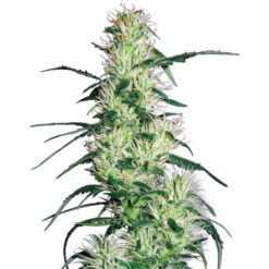 Purple Haze fem. White Label