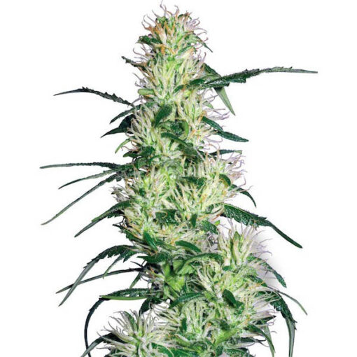 Purple Haze fem. White Label