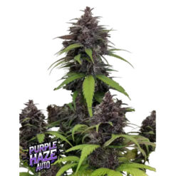 Purple Haze Auto  3 u. fem. FastBuds Seeds