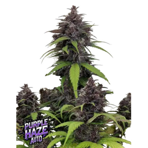 Purple Haze Auto  3 u. fem. FastBuds Seeds