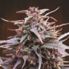Purple Haze x Malawi fem. Ace Seeds