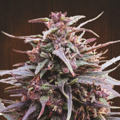 Purple Haze x Malawi fem. Ace Seeds