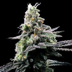 Purple Kosher fem. DNA Genetics