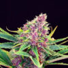 Purple Kush fem. Kannabia Seeds