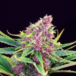 Purple Kush fem. Kannabia Seeds