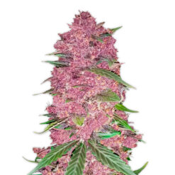 Purple Lemonade Auto fem. FastBuds Seeds