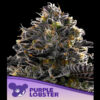 Purple Lobster fem. Anesia