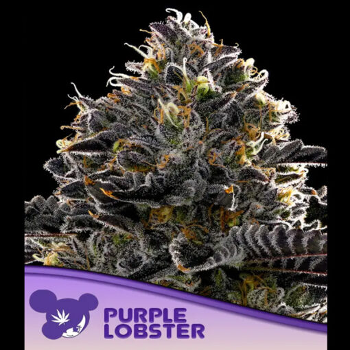 Purple Lobster fem. Anesia