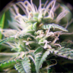 Purple Maroc fem. Female Seeds