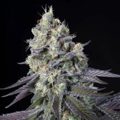 Purple Mints fem. Paradise Seeds