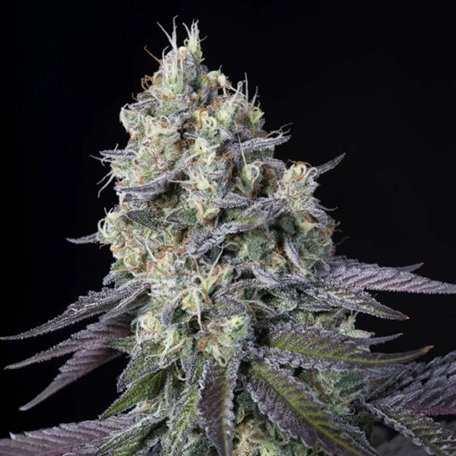 Purple Mints fem. Paradise Seeds