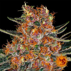 Purple Punch fem. Barney's