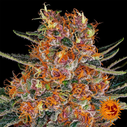 Purple Punch fem. Barney's