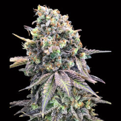 Purple Punch fem. 00 Seeds