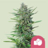 Purple Punch   3 u. fem. Royal Queen