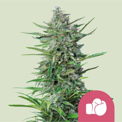 Purple Punch   3 u. fem. Royal Queen