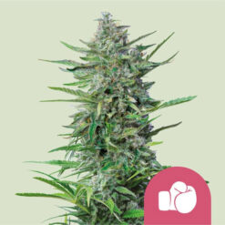 Purple Punch   5 u. fem. Royal Queen